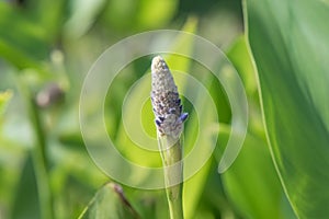 Pickerelweed Pontederia cordata, a budding flower spike photo